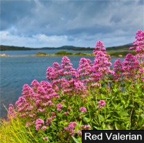 Valerian